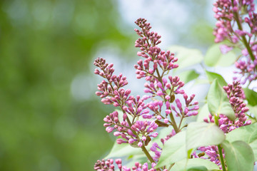 Spring branch of lilac with flower buds. Selective soft focus, shallow depth of field. Blurred image, spring background.