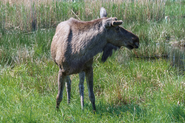Fototapeta premium Moose or Eurasian elk on a sunny day in the countryside.