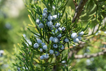 juniper berries on a branch close up