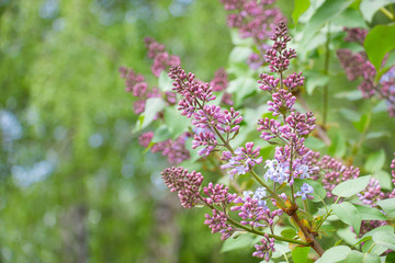 Spring branch of lilac with flower buds. Selective soft focus, shallow depth of field. Blurred image, spring background.