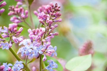 Spring branch of lilac with flower buds. Selective soft focus, shallow depth of field. Blurred image, spring background.
