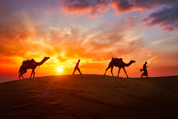 Indian cameleers (camel driver) bedouin with camel silhouettes in sand dunes of Thar desert on...