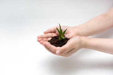 Two hands on a white background holding a green young plant