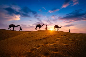 Fotobehang Indian cameleers (camel driver) bedouin with camel silhouettes in sand dunes of Thar desert on sunset. Caravan in Rajasthan travel tourism background safari adventure. Jaisalmer, Rajasthan, India © Dmitry Rukhlenko
