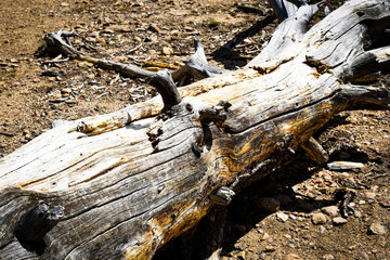 Fototapeta premium Tree
