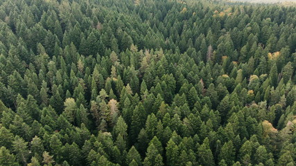 Early autumn in forest aerial top view. Mixed forest, green conifers, deciduous trees with yellow leaves. Fall colors countryside woodland. Drone zoom out spins above colorful texture in nature