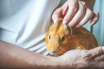 Adorable tame Brown American Short hair breed Guinea pig petting by human hands