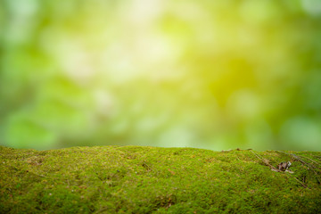 Beautiful green moss on the floor. background of moss for wallpaper.