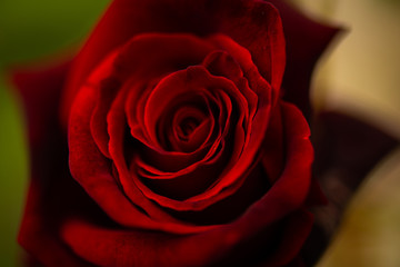 red rose close up