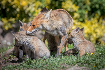 Lisica opiekująca się młodymi