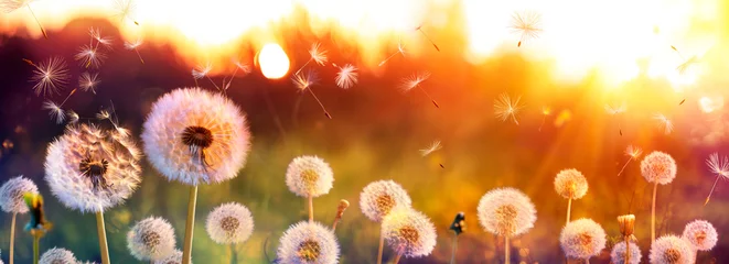 Tuinposter Paardebloemveld met vliegende zaden bij zonsondergang © Romolo Tavani