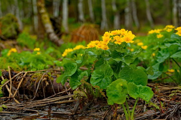 Russia, Kuznetsky Alatau. Cowslip marsh on the swampy banks of the Tom river.