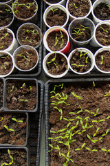 Sprouts and seedlings in small cups and containers. Gardening background.