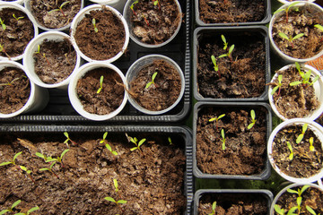 Sprouts and seedlings in small cups and containers. Gardening background.