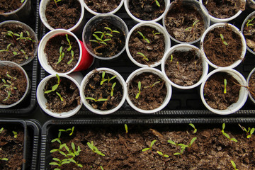 Sprouts and seedlings in small cups and containers. Gardening background.