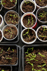 Sprouts and seedlings in small cups and containers. Gardening background.