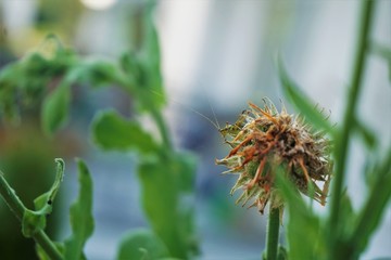 Green insect sitting on Calendula officinalis eating blossoms