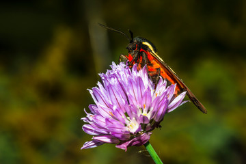 papillon écaille fermière