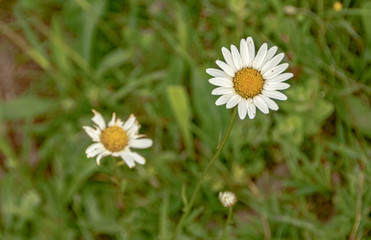Planta tipo margarita de campo