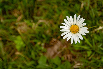 Planta tipo margarita de campo