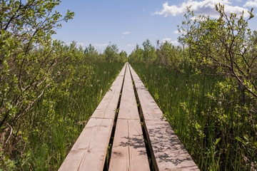 A wooden bridge over swamps in sweden. Store Mosse National Park. Green forest.
