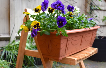 Pansies are colourful flowers with faces. Cool weather favourite they are ideal for both spring and autumn gardens Plants have heart shaped overlapping petals wide range of bright colours and patterns