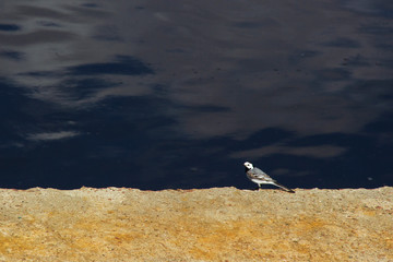 Fototapeta premium A small bird near the water basks in the sun