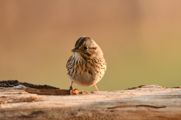 lincoln's sparrow, melospiza lincolnii perched on a tree.