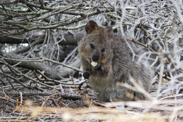 Fototapeta premium Quokka eating food