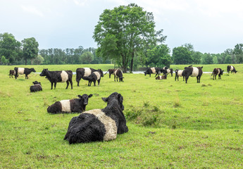Belted Galloway cattle herd in lush green pasture.  