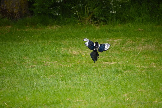 A striking black and white bird with long graduated tail Magpie flies with deep rowing wingbeats interspersed with short glides or shallower strokes Extra large feathers and patches in wings in flight
