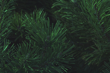 Close-up of a branch of spruce or pine with cones in a dark style. Forest background.