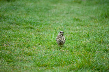Mistle thrush upper parts are pale grey brown and underparts have many dark spots. They do not form lines on the flank The long tail has distinctive white tips to the outer feathers The legs are beige