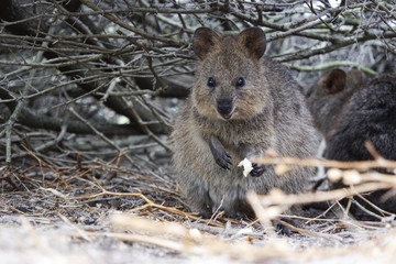 Wild quokka