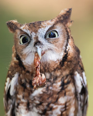 Screech owl eating chicken