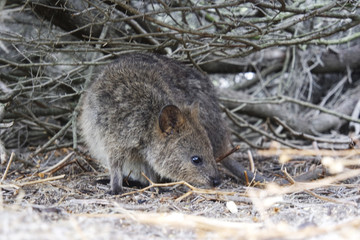 Wild quokka in his nest