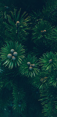 Fototapeta na wymiar Close-up of a branch of spruce or pine with cones in a dark style. Forest background.