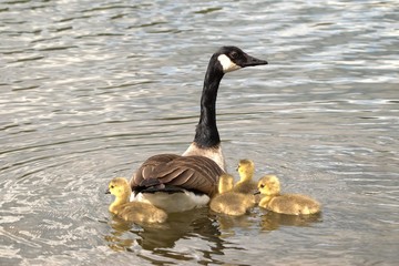 canada goose branta canadensis