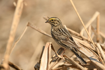 savannah sparrow, passerculus sandwichensis in the cattails.