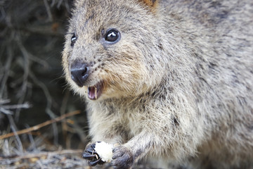 Wild quokka