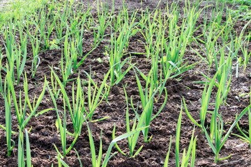 Young green garlic growing. Young garlic plants. Seedlings. Gadening.Sprouts of garlic. Organic and healthy food