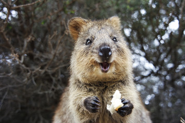 Quokka eating food