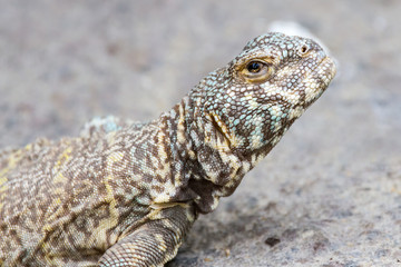 Collard Lizard