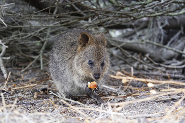 Quokka eating food