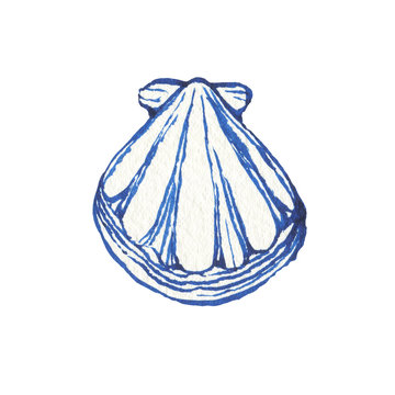 recommend clip art: Illustrations of underwater life objects - blue sea shell, marine design. Watercolor hand drawn painting illustration isolated on white background.