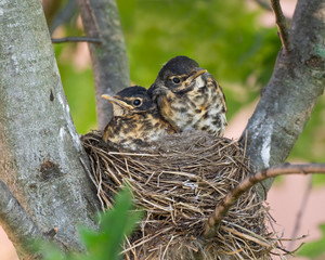 A pair of American robin nestlings