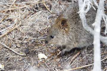 Wild quokka