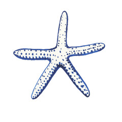 Illustrations of underwater life objects - blue sea shell, marine design. Watercolor hand drawn painting illustration isolated on white background.