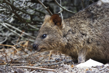 Wild quokka