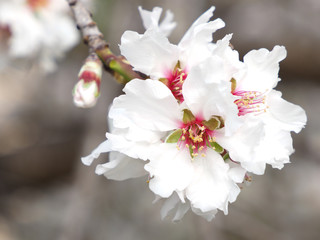 white almond blossoms in spring